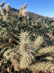 Cylindropuntia fulgida
