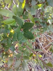 Quercus wislizeni