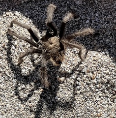 Aphonopelma eutylenum