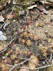 Drosera platystigma