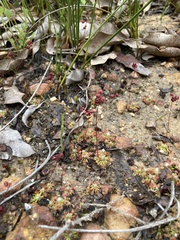 Drosera platystigma