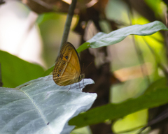 Satyrinae