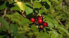 Ilex rugosa