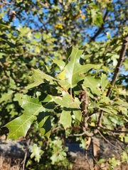 Quercus kelloggii