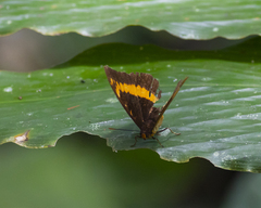 Lexias aeropa
