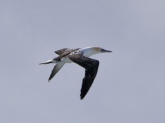 Morus serrator
