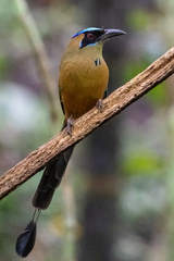 Momotus subrufescens