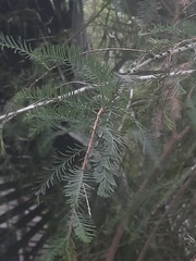 Taxodium distichum