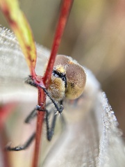 Sympetrum frequens