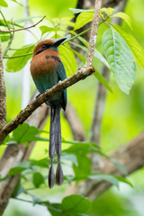 Electron platyrhynchum