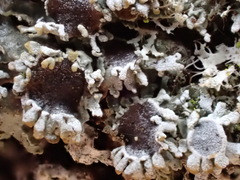 Physconia californica