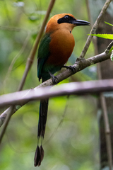 Baryphthengus martii