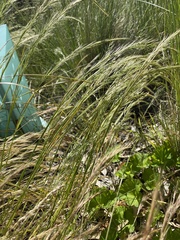 Festuca bromoides