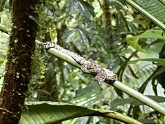 Bothriechis schlegelii