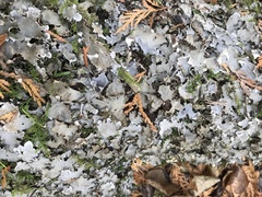 Peltigera canina