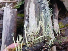 Cladonia cenotea