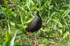 Pardirallus nigricans