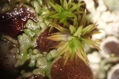 Physconia californica