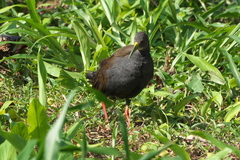 Pardirallus nigricans