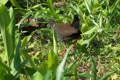 Pardirallus nigricans