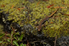 Plethodon vandykei