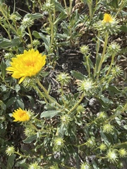Grindelia chiloensis