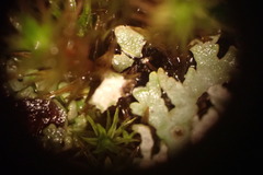 Physconia californica