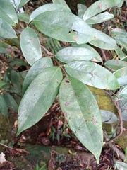 Rourea surinamensis