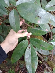 Rourea surinamensis