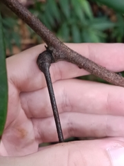 Rourea surinamensis