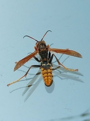 Polistes jokahamae