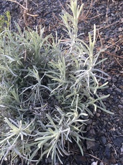 Pseudognaphalium beneolens