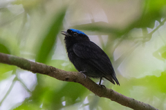 Lepidothrix velutina