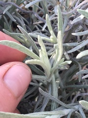 Pseudognaphalium beneolens