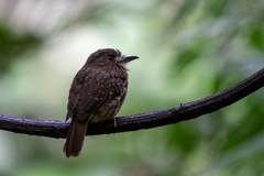 Malacoptila panamensis