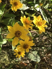 Bidens laevis