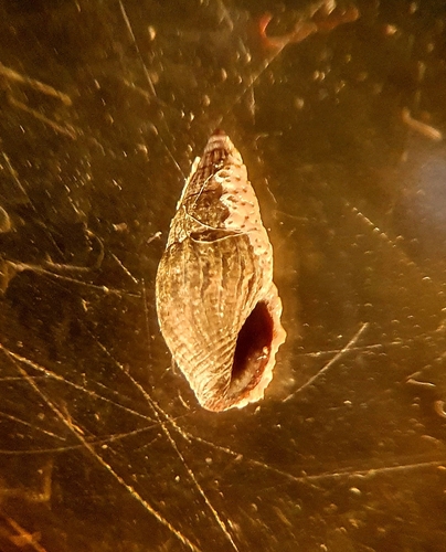 Anachis nigrofusca observed 2022-11-04