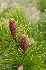 Abies sachalinensis