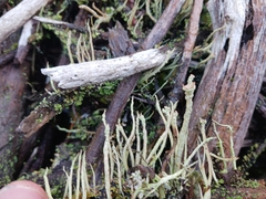 Cladonia cenotea