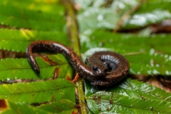 Batrachoseps wrighti