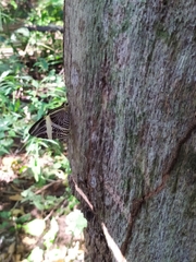 Colobura dirce dirce