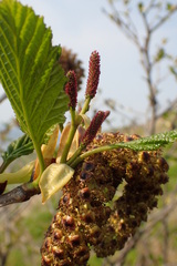 Alnus maximowiczii