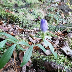 Gentiana saponaria