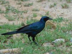 Lamprotornis australis