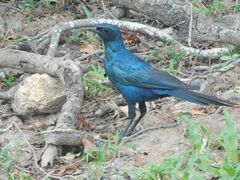 Lamprotornis australis