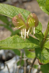 Lonicera glehnii