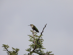 Selasphorus platycercus