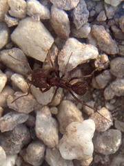 Acromyrmex versicolor