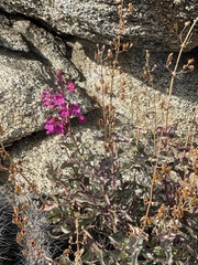Penstemon clevelandii connatus