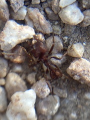 Acromyrmex versicolor